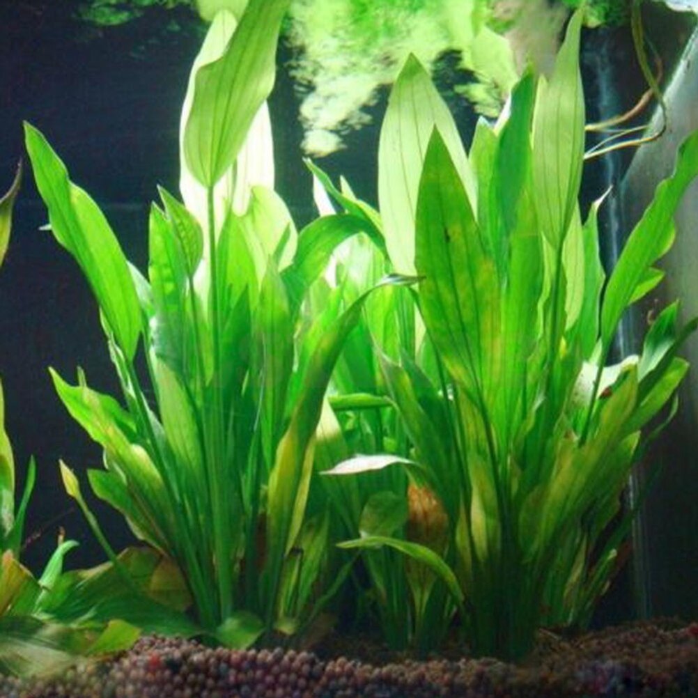 Aquarium Fish Cichlid - 15cm Artificial Aquarium Decor Plants Water