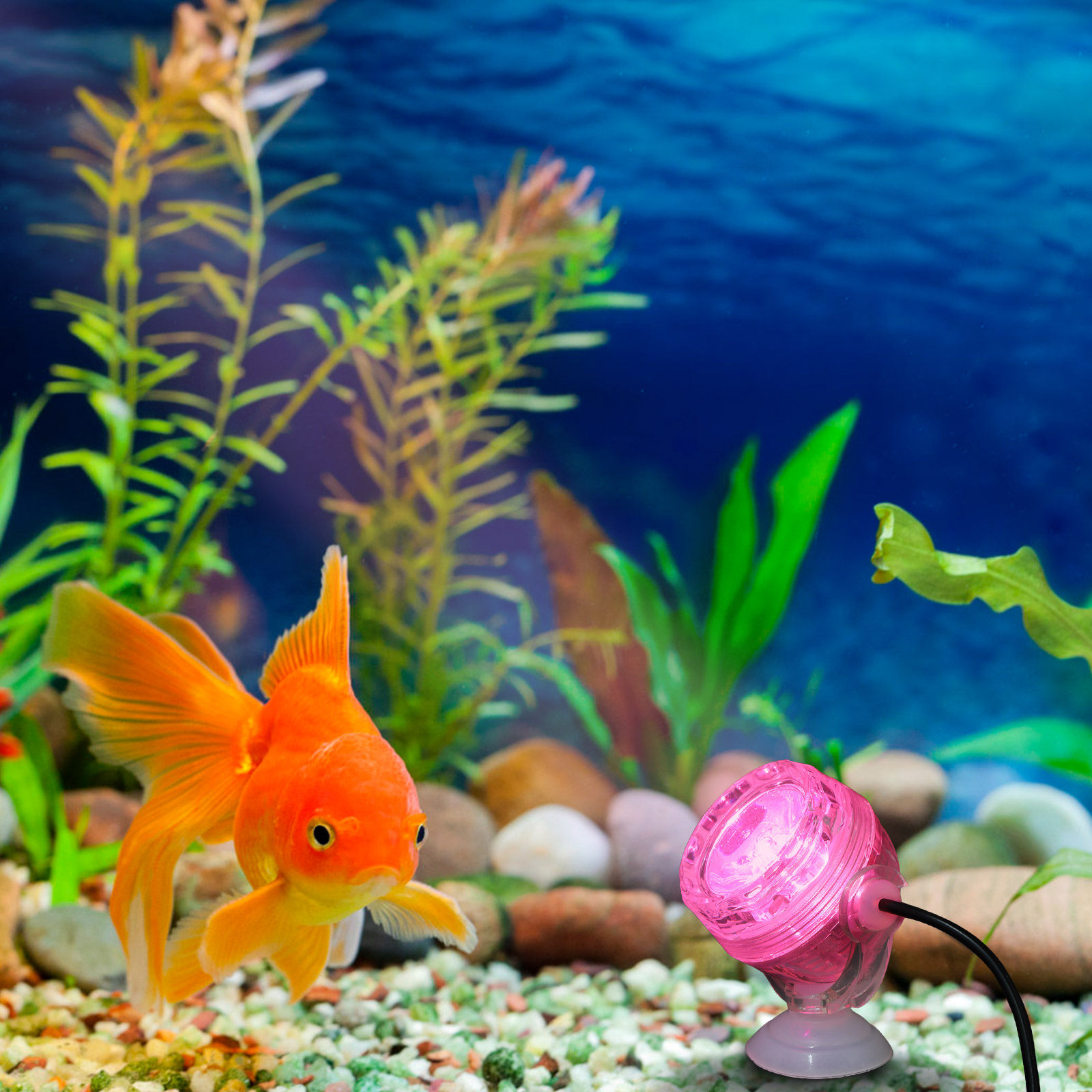Small LED Aquarium Light Water - Aquarium Fish Rainbow ulasan dan harga