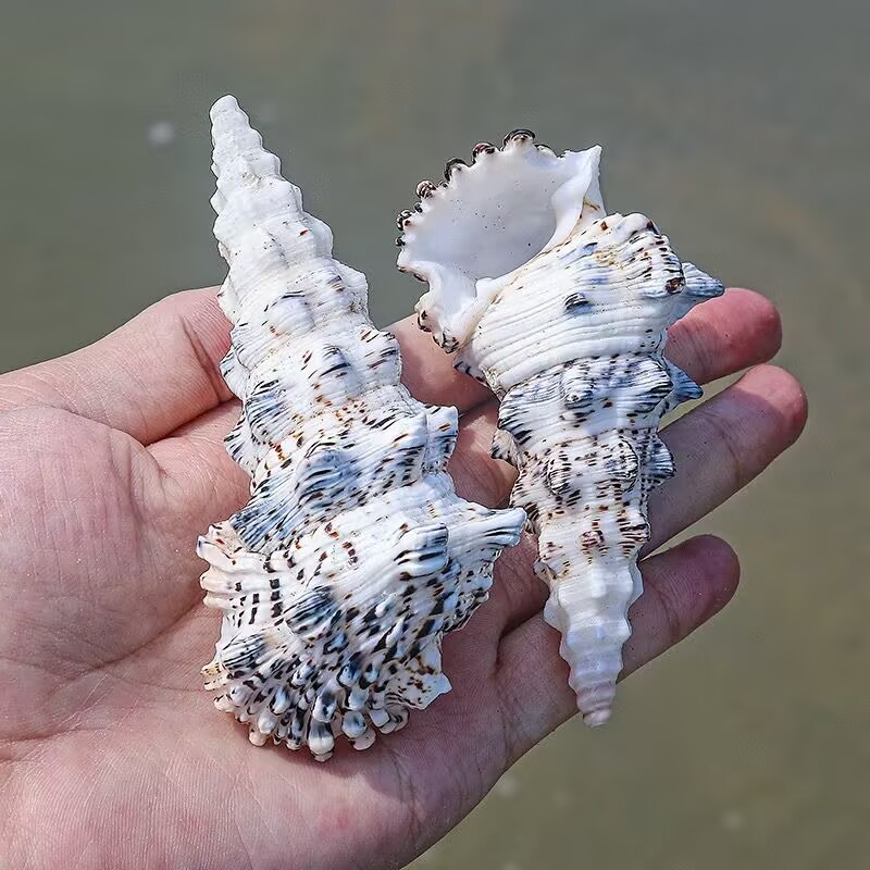 Monster Tower Snail Fish Tank  - Aquarium Fish Monster ulasan dan harga