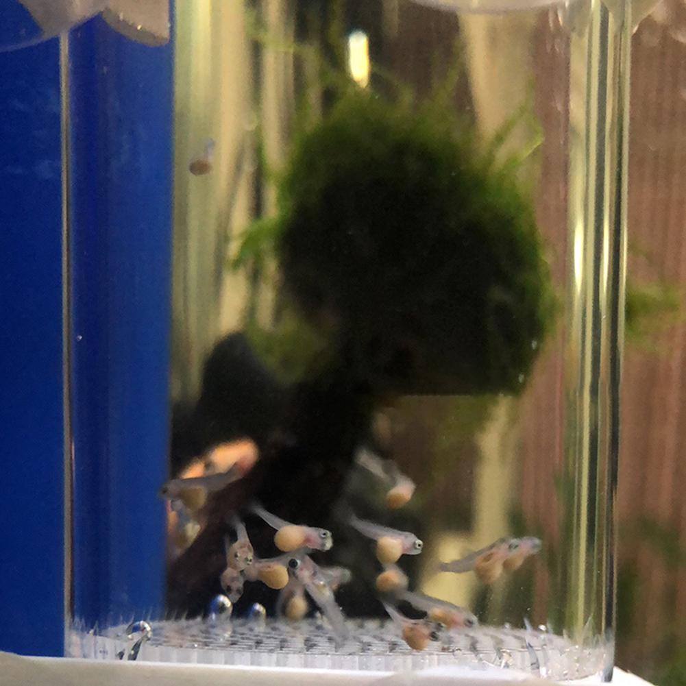 40mm Aquarium Cichlids Hatcher - Aquarium Fish Cichlid ulasan dan harga