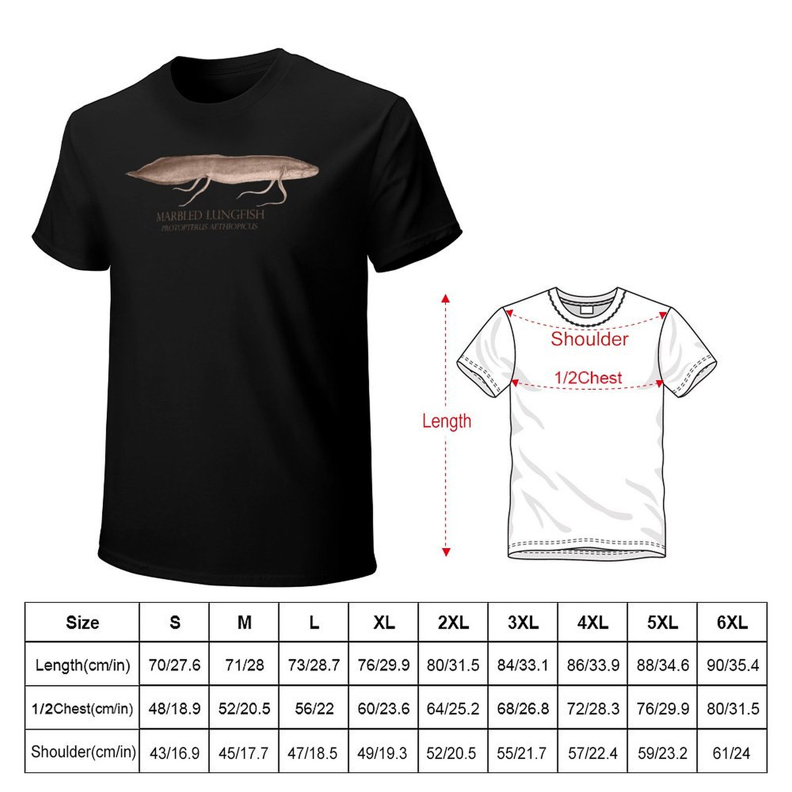 Lungfish Protopterus Aquarium  - Aquarium Fish Monster ulasan dan harga