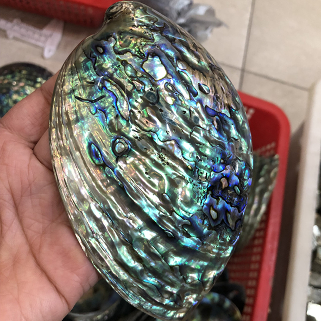 1 Pc New Zealand Natural Polis - Aquarium Fish New Zealand ulasan dan harga