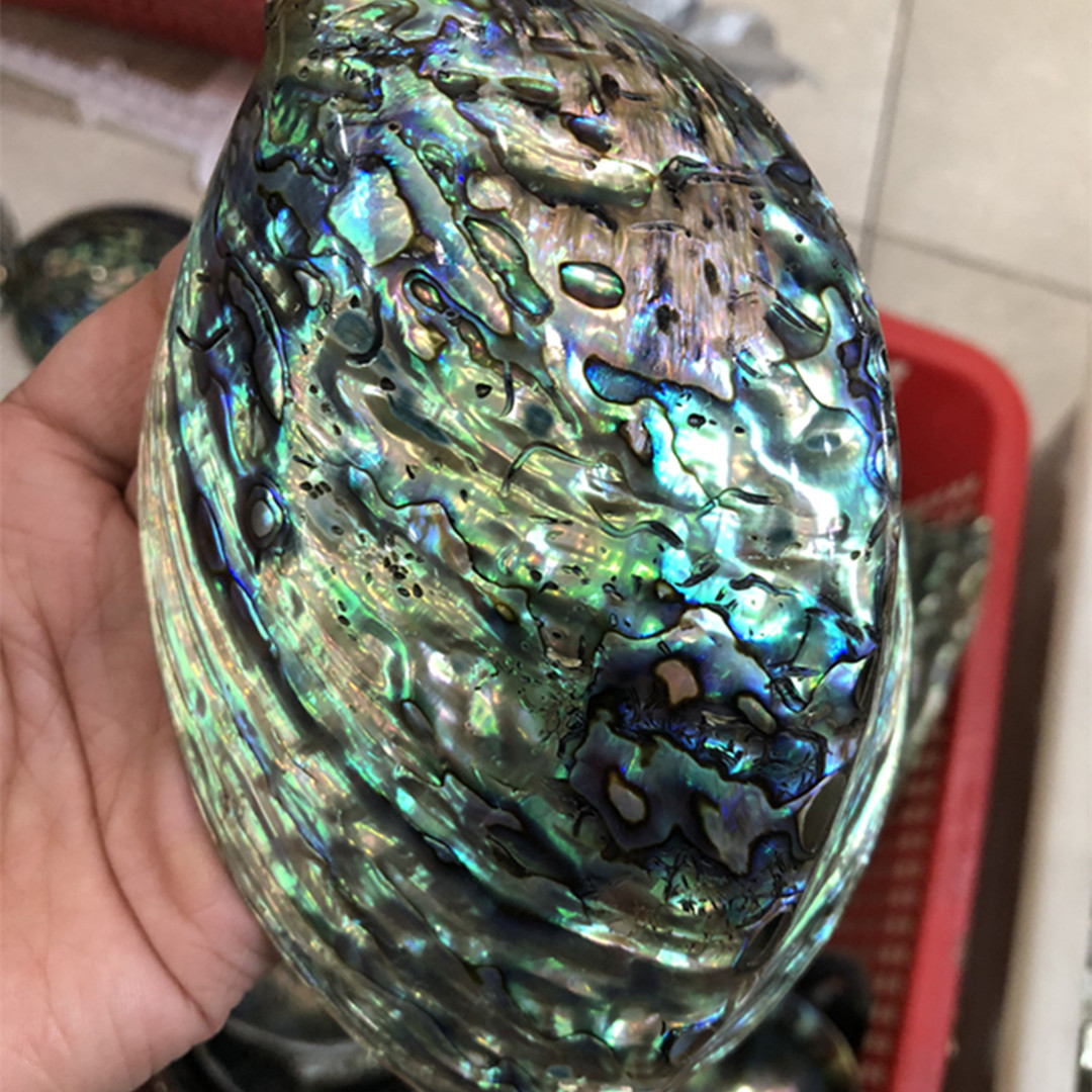 1 Pc New Zealand Natural Polis - Aquarium Fish New Zealand ulasan dan harga
