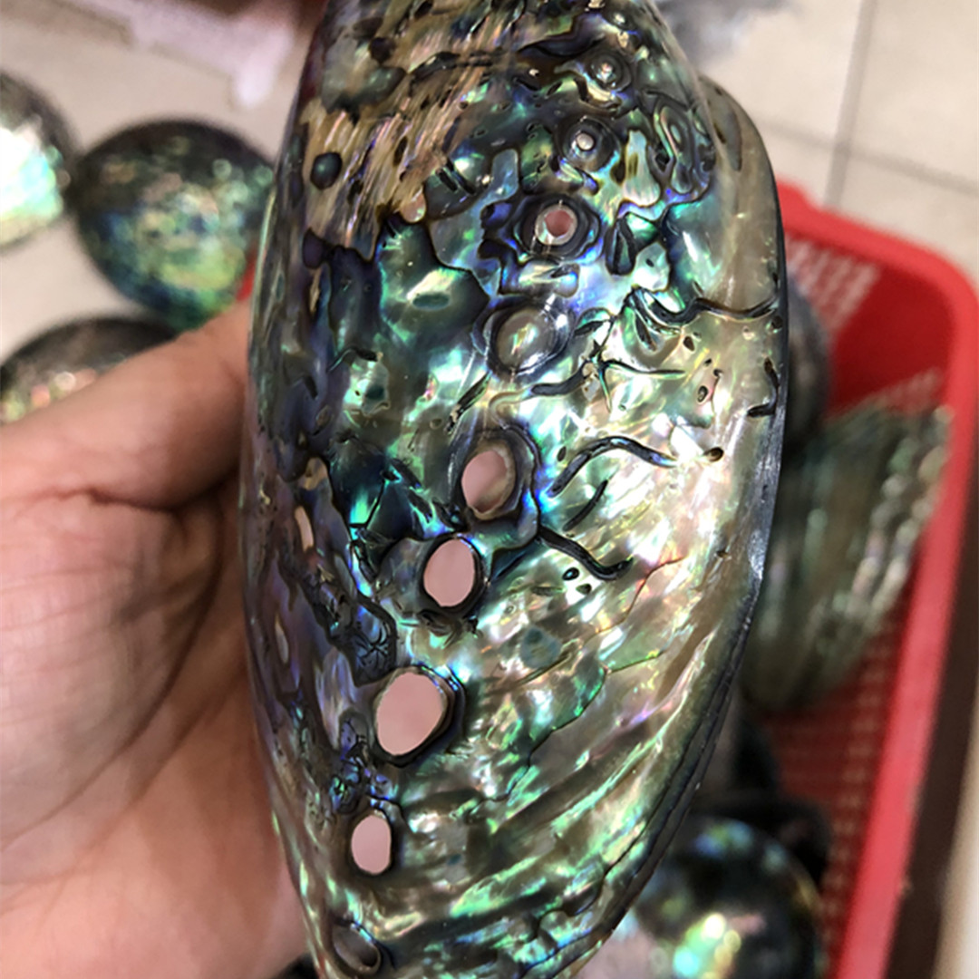 1 Pc New Zealand Natural Polis - Aquarium Fish New Zealand ulasan dan harga