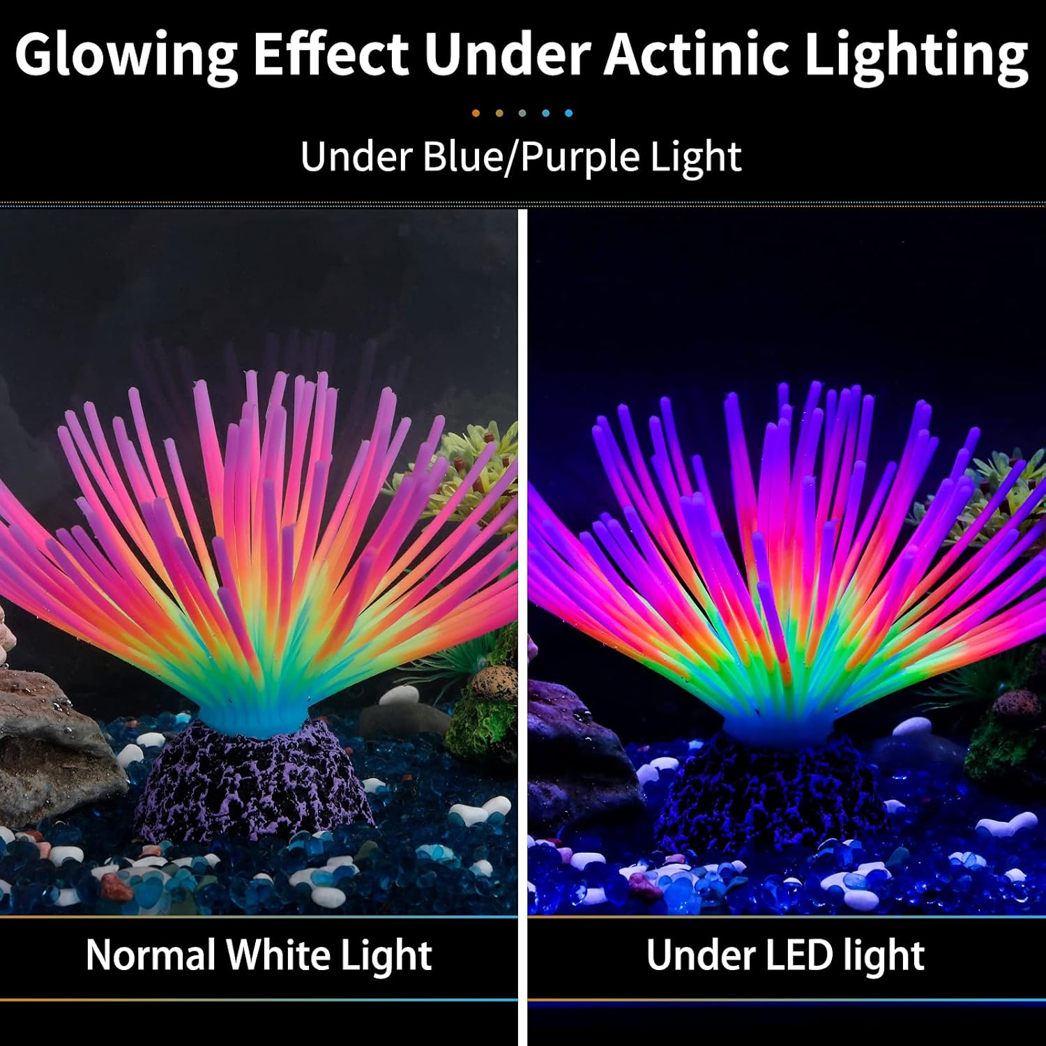 Aquarium Imitative Rainbow Sea - Aquarium Fish Rainbow ulasan dan harga